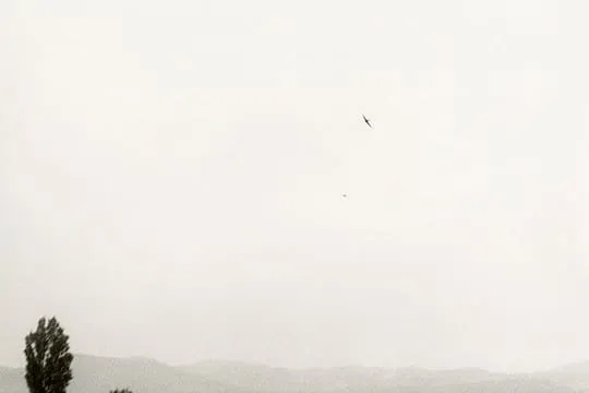 Jochen Lempert. Local Ecology